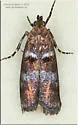 Ortholepis myricella - Hodges#5781
