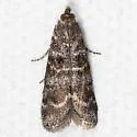 Striped Birch Pyralid - Hodges#5783 - photo 2
