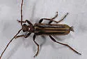 Ortholeptura insignis