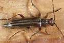 Ortholeptura insignis - photo 2