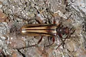 Ortholeptura insignis - photo 3
