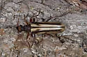 Ortholeptura insignis - photo 4