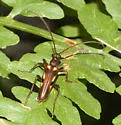 Ortholeptura obscura - photo 2