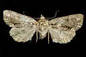Orthomoia bloomfieldi - Hodges#9433.1 - photo 2