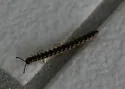 Orthomorpha coarctata