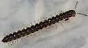 Orthomorpha coarctata - photo 3