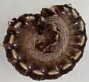 Orthomorpha coarctata - photo 4