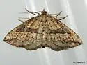 Orthonama evansi - Hodges#7415