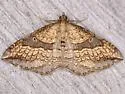 Orthonama evansi - Hodges#7415 - photo 4