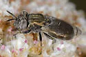 Orthonevra bellula - Orthonevra bellula