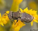 Orthonevra bellula - photo 5