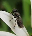 Orthonevra feei