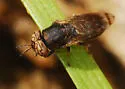 Orthonevra flukei