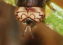 Orthonevra flukei - photo 2