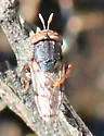 Orthonevra flukei - photo 4