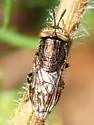 Orthonevra nitida - photo 4