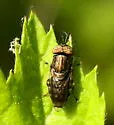 Orthonevra nitida - photo 5