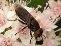 Orthonevra pictipennis