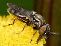 Orthonevra pictipennis - photo 2