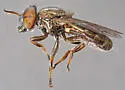 Orthonevra pictipennis - photo 3