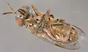Orthonevra pictipennis - photo 4