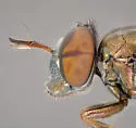 Orthonevra pictipennis - photo 5
