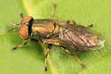 Orthonevra pulchella
