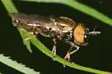 Orthonevra pulchella - photo 4