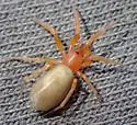 Orthonops gertschi
