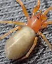 Orthonops gertschi - photo 2
