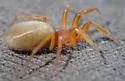 Orthonops gertschi - photo 3