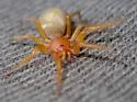 Orthonops gertschi - photo 4