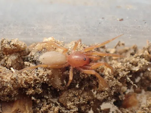 Orthonops icenoglei