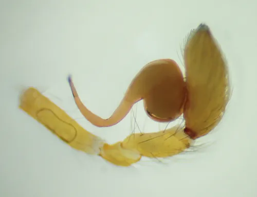 Orthonops icenoglei - photo 2