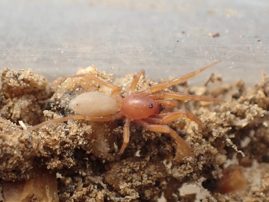 Orthonops icenoglei - photo 3