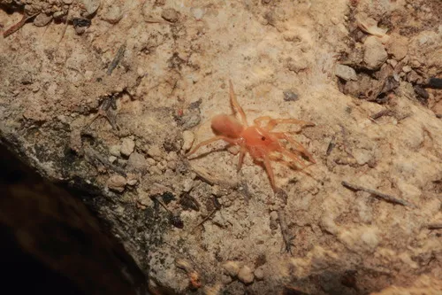 Orthonops icenoglei - photo 4
