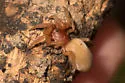 Orthonops lapanus