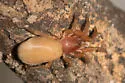 Orthonops lapanus - photo 2