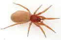 Orthonops lapanus - photo 3