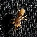 Orthonops lapanus - photo 4