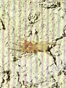 Orthonops lapanus - photo 5