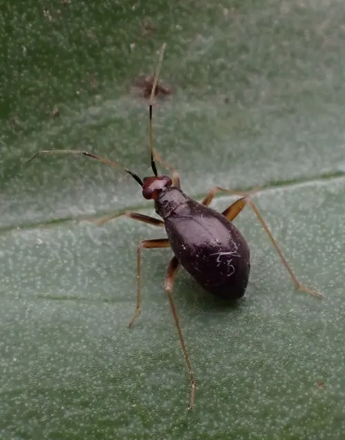 Orthonotus rufifrons - photo 2