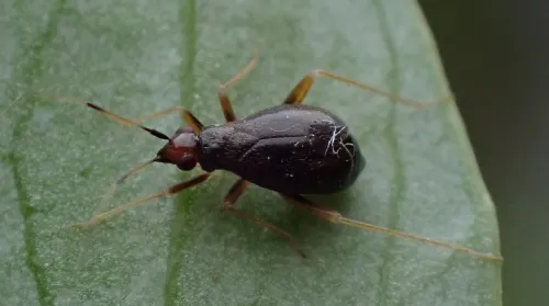 Orthonotus rufifrons - photo 3