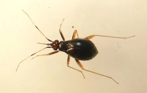 Orthonotus rufifrons - photo 4