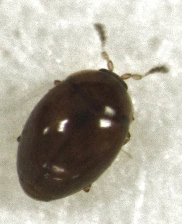 Orthoperus atomarius - photo 3
