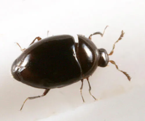 Orthoperus scutellaris - photo 3