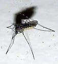 Orthopodomyia signifera