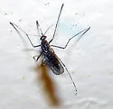 Orthopodomyia signifera - photo 2