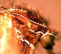 Orthopodomyia signifera - photo 4