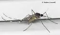 Orthopodomyia signifera - photo 5